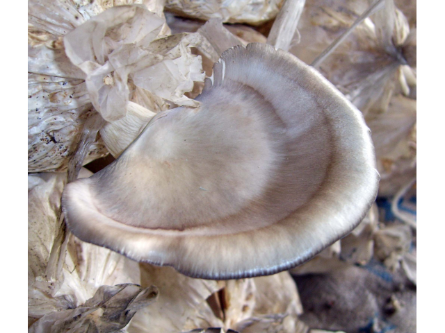 Мицелий Вешенки флоридской (Pleurotus ostreatus Florida)